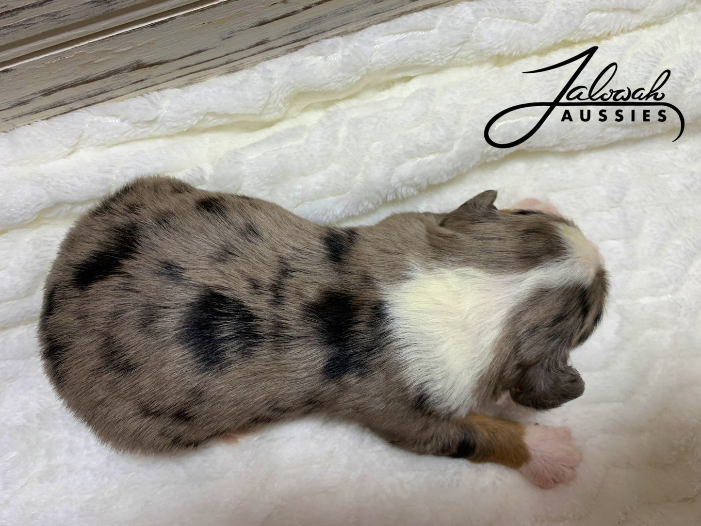 Blue Merle Male #1