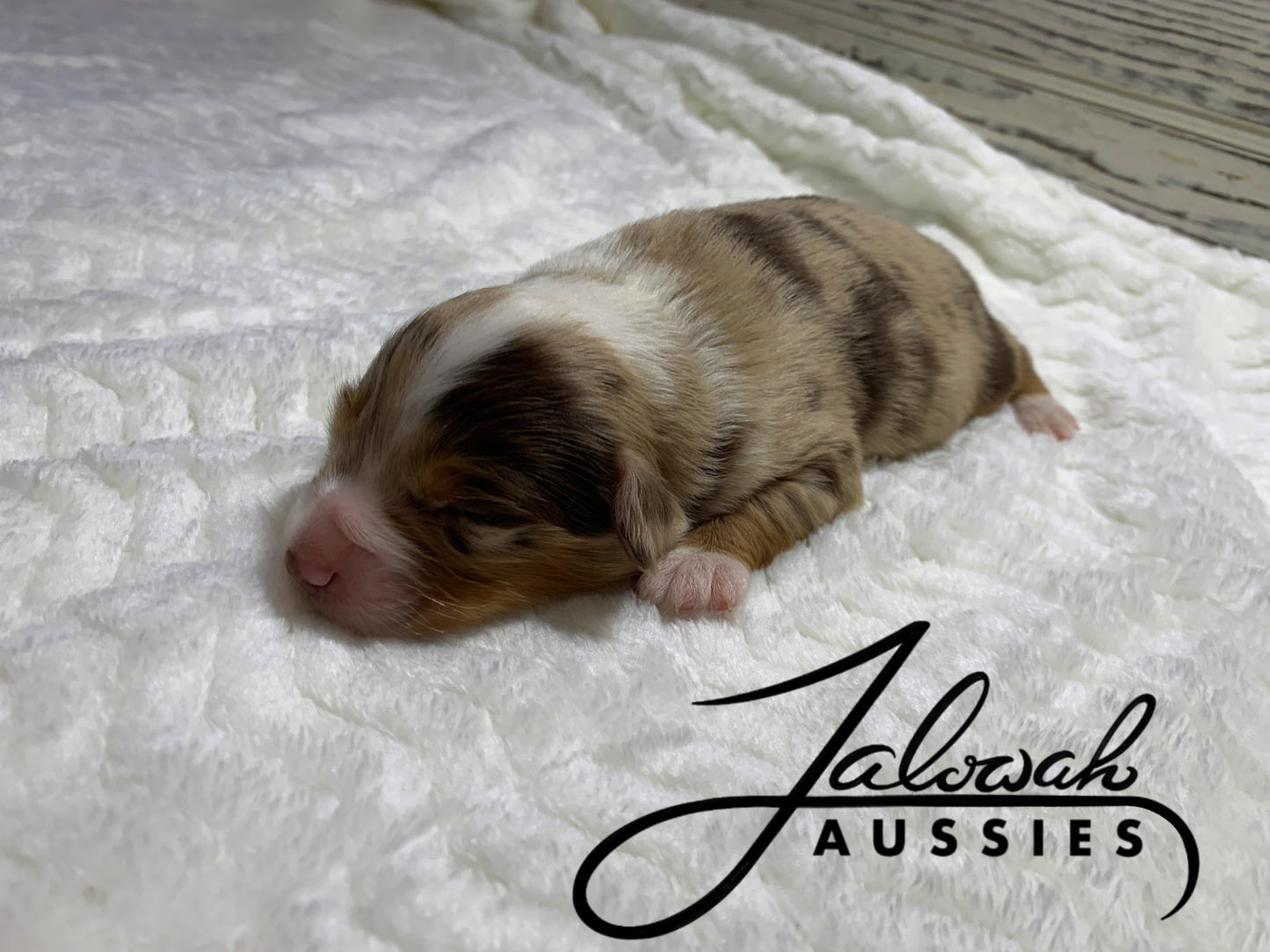 Red Merle Female #1