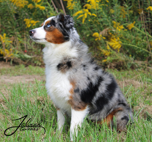 Gracie (Active)
