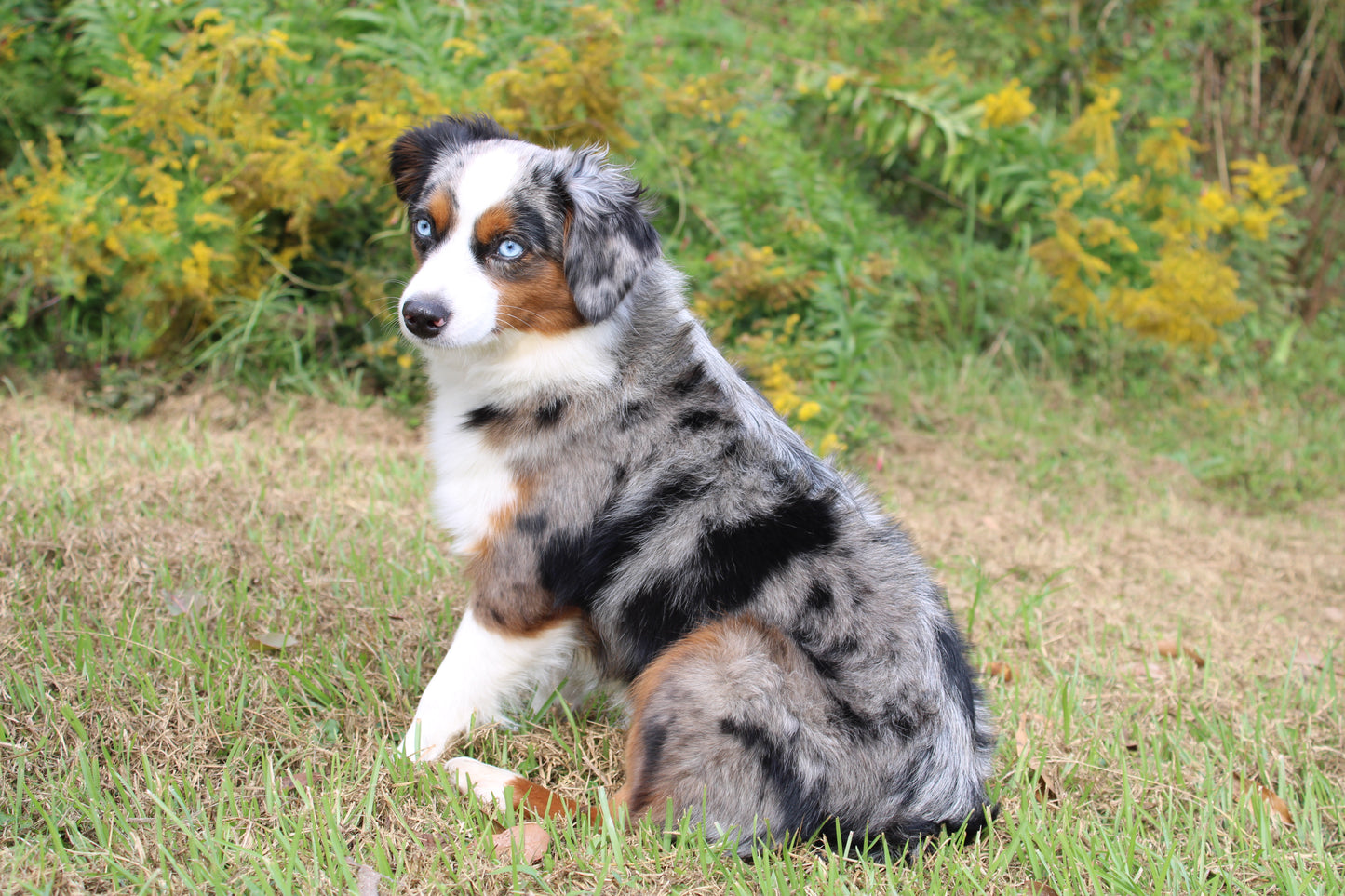 Gracie (Active)