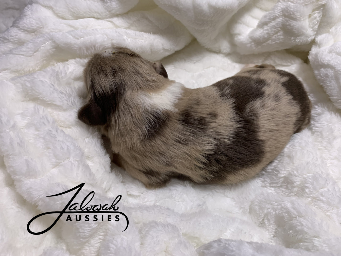 Red Merle Female #2