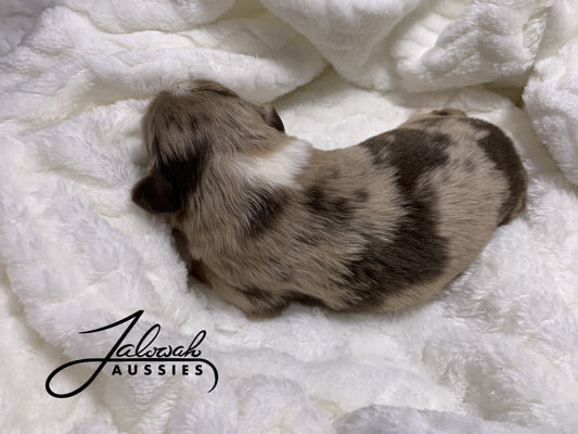 Red Merle Female #2
