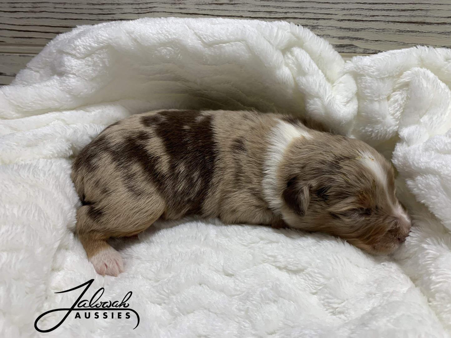 Red Merle Female #2