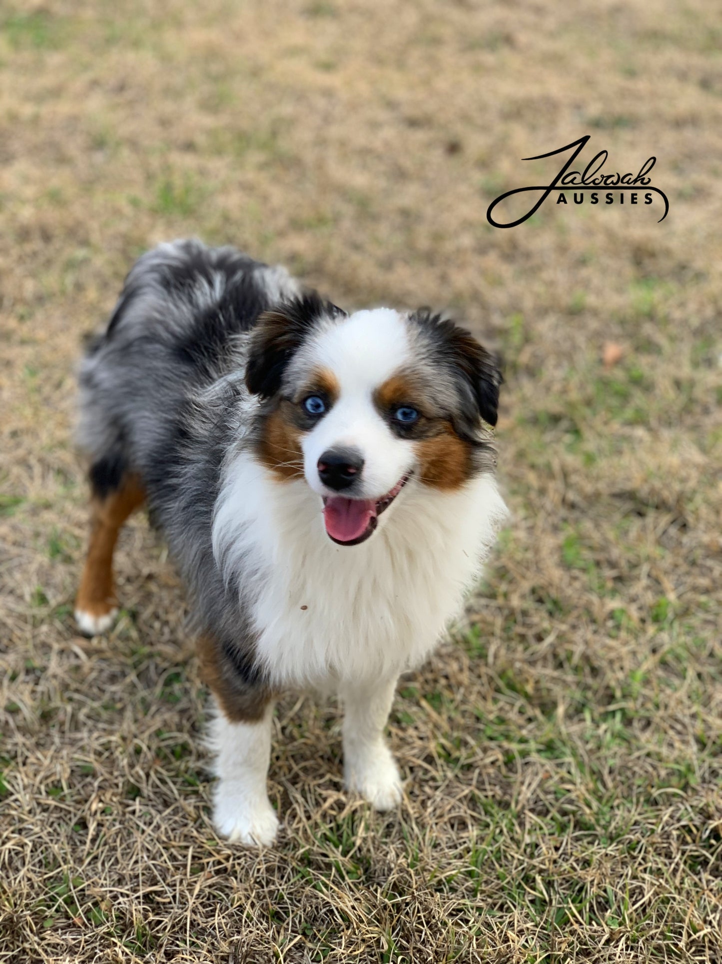 Ringo