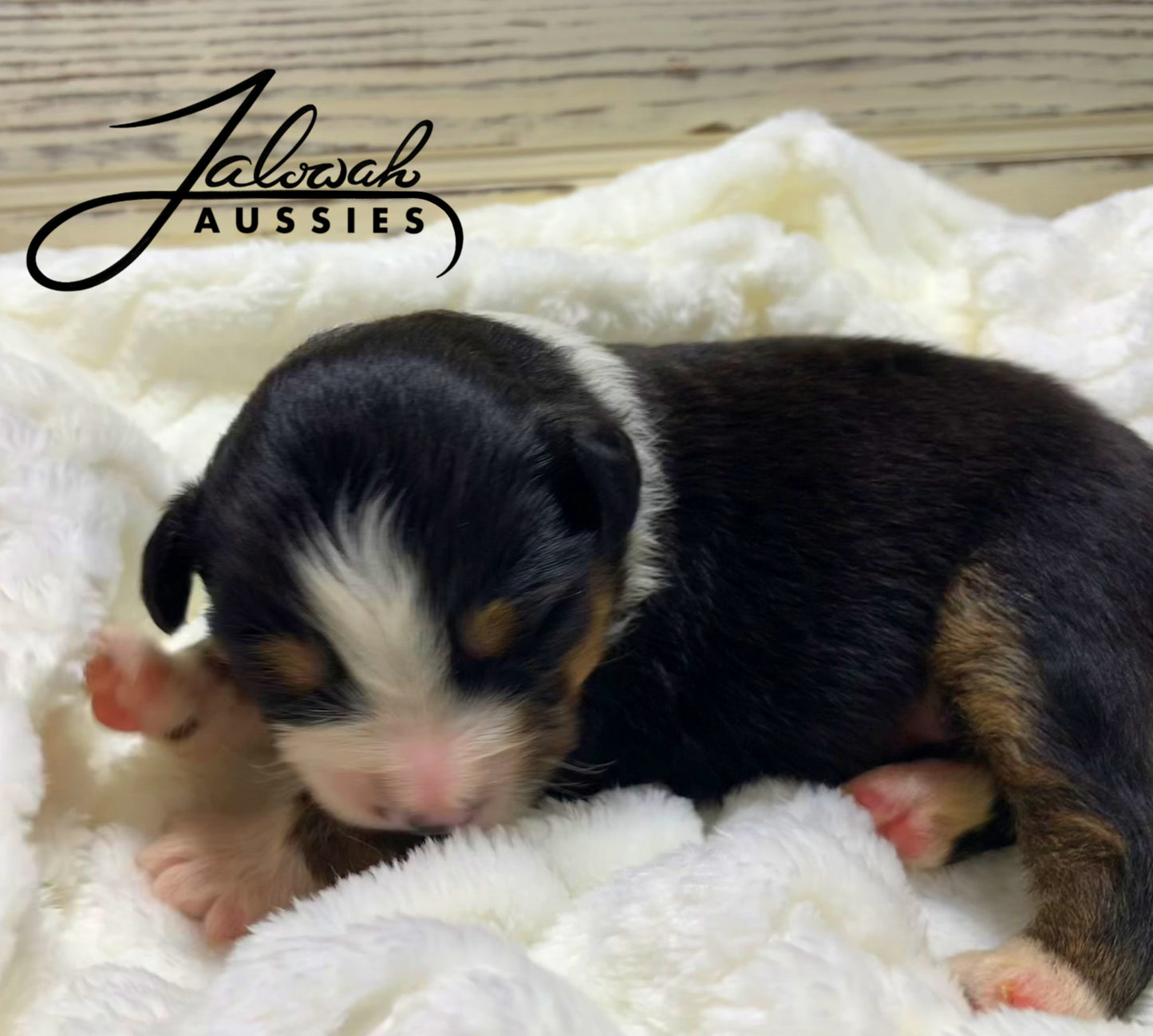 Black Tri Female #1