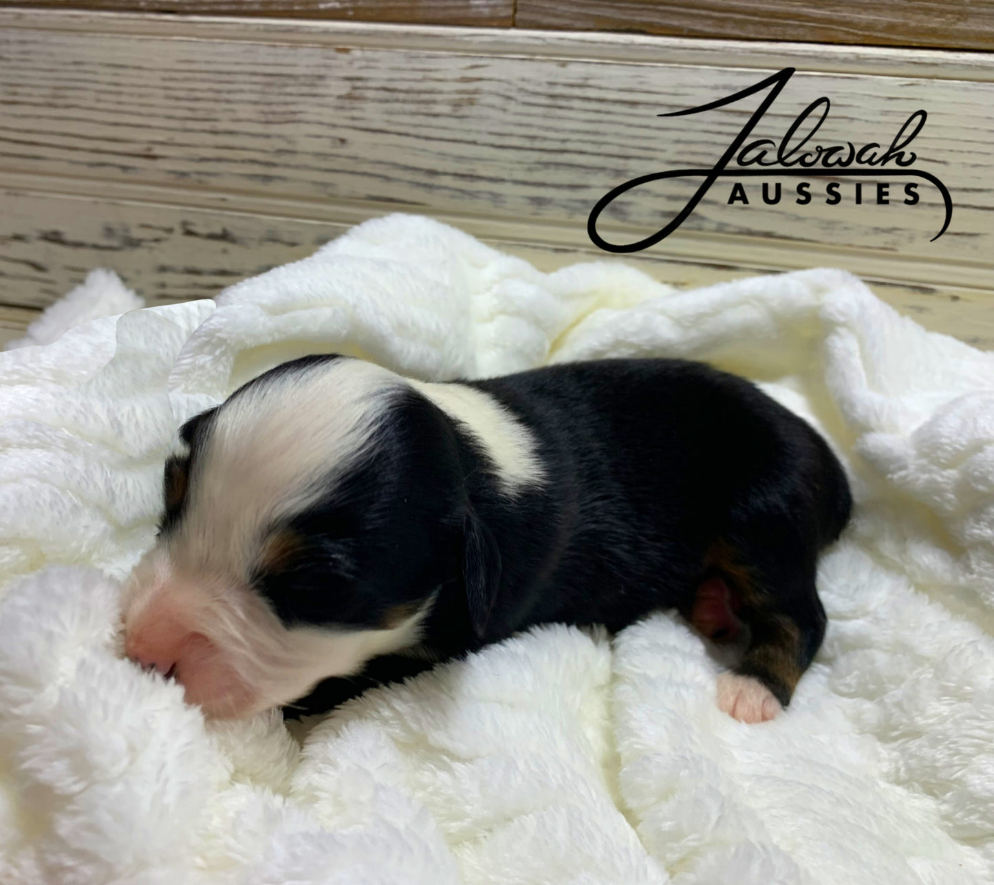 Black Tri Male