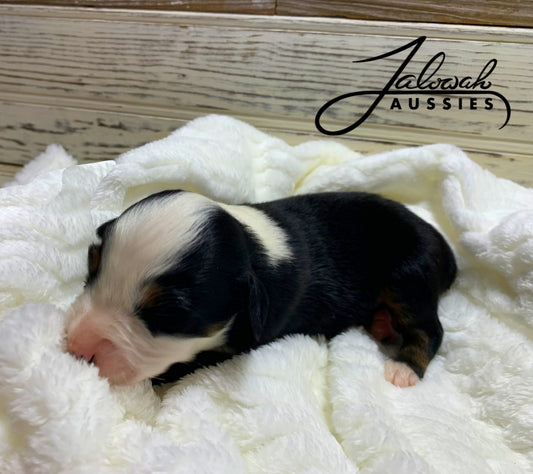 Black Tri Male