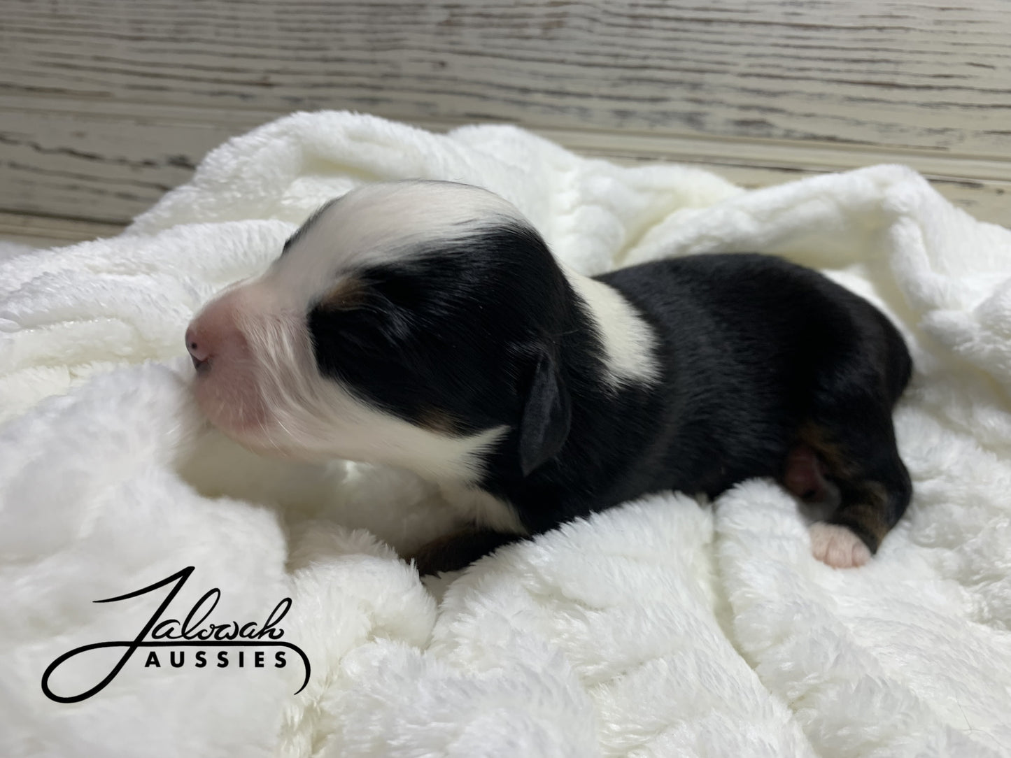 Black Tri Male
