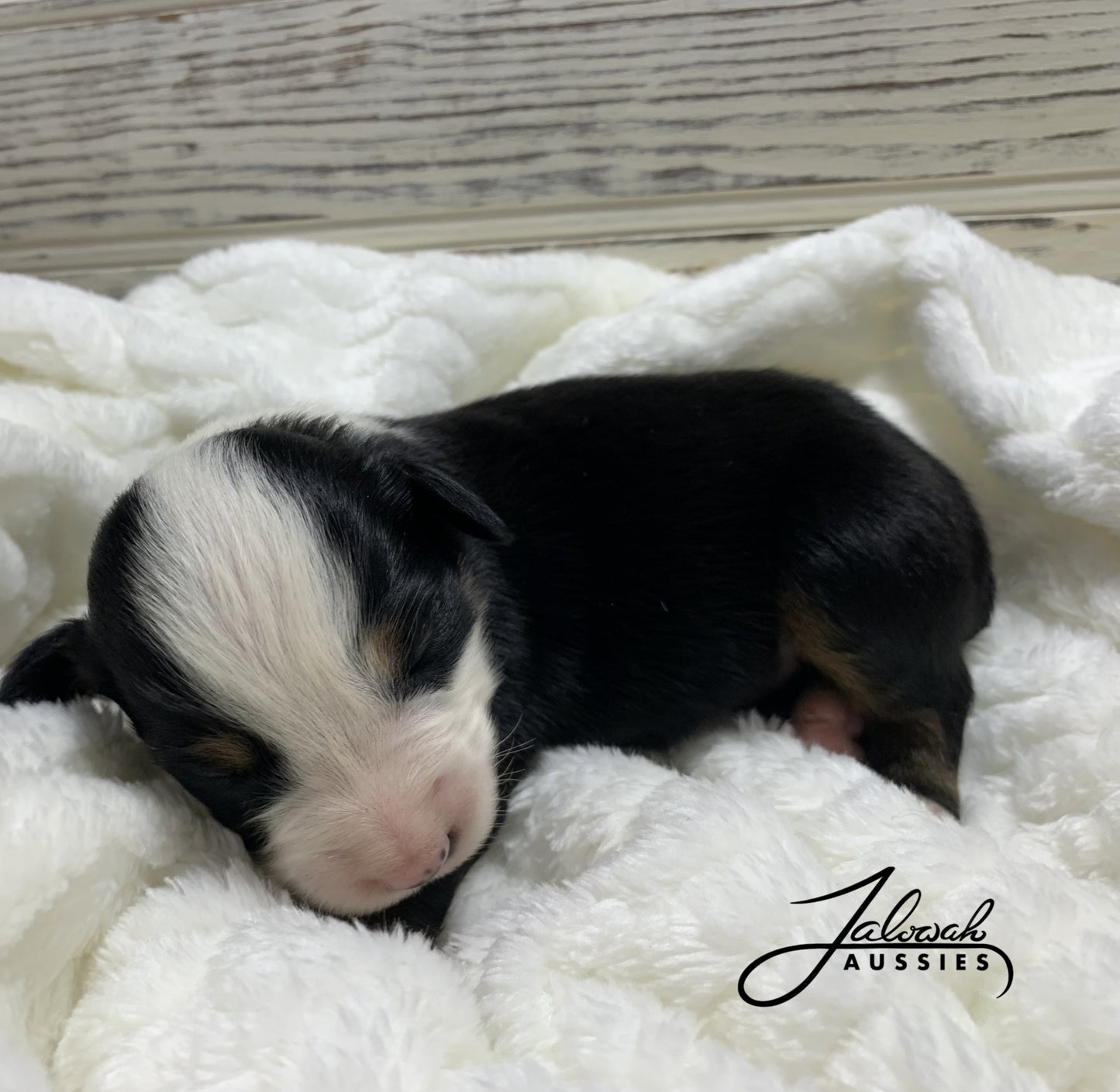 Black Tri Male