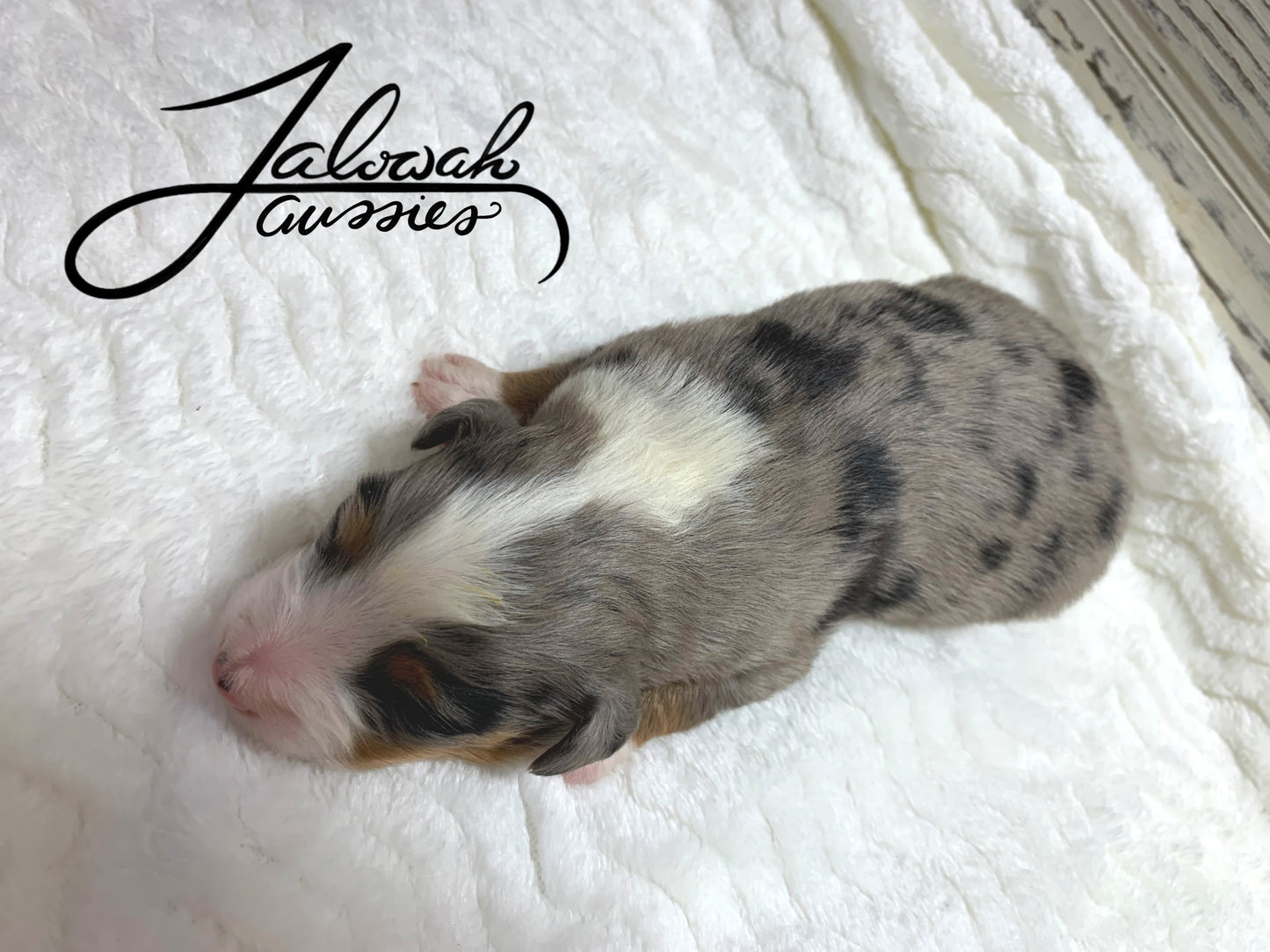 Blue Merle Male #1