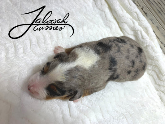 Blue Merle Male #1