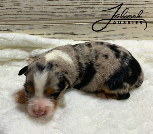 Blue Merle Female #1