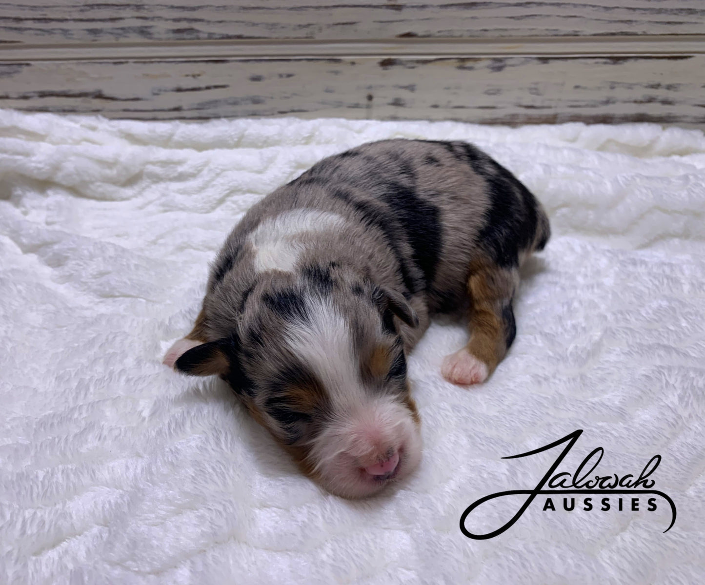 Blue Merle Female #1