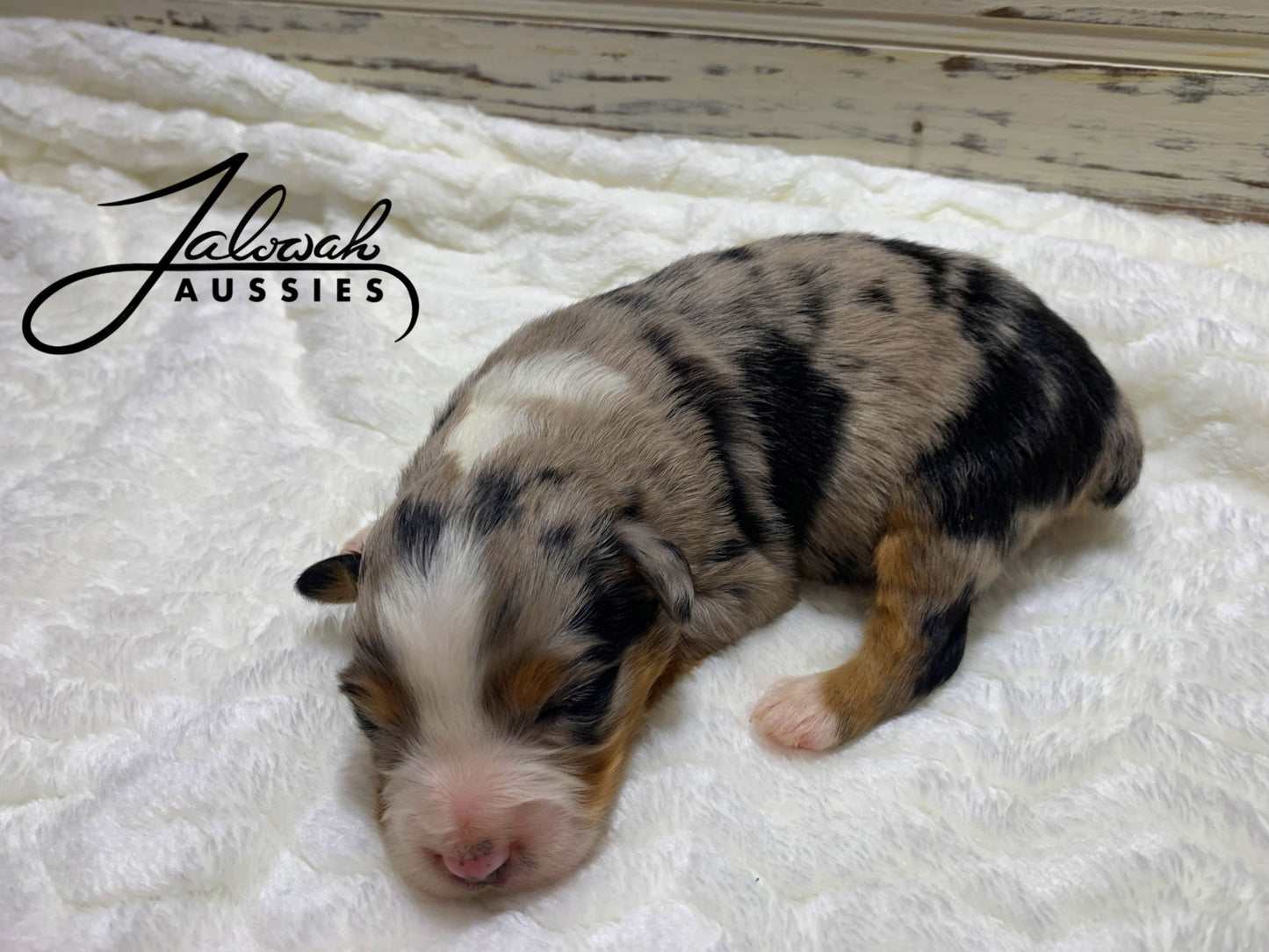 Blue Merle Female #1