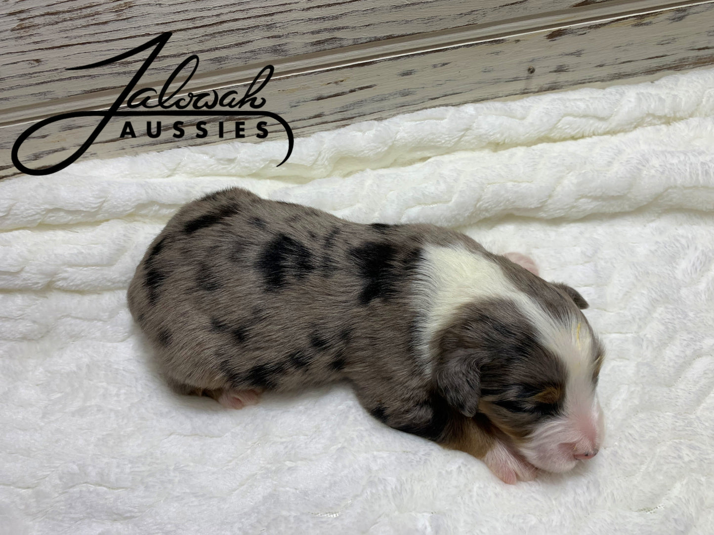 Blue Merle Male #1