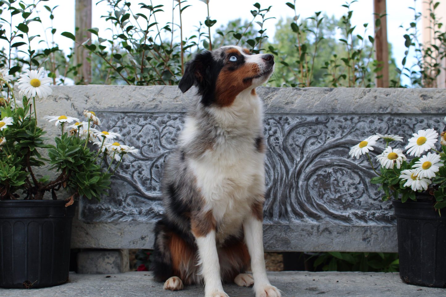 Gracie (Active)