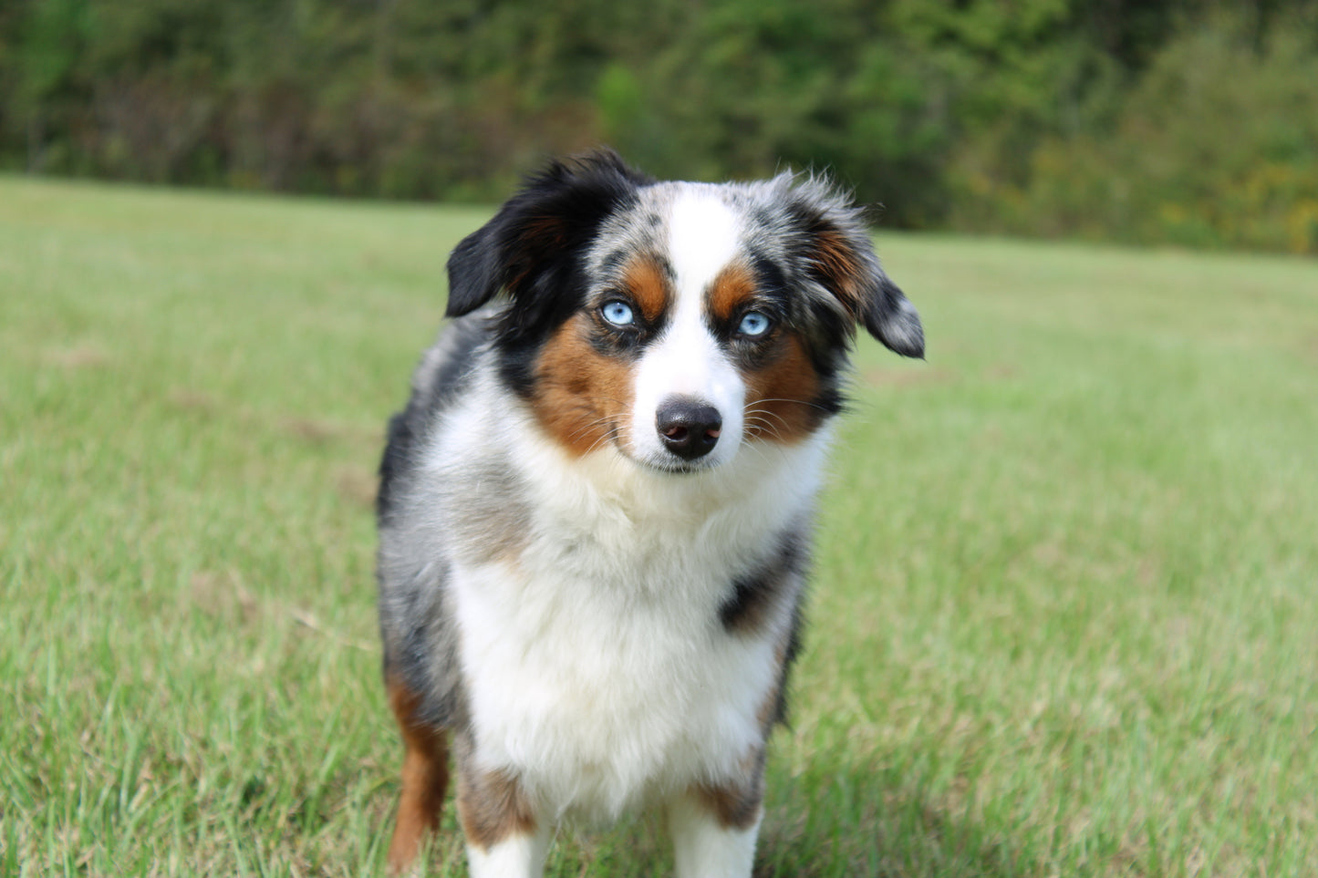 Gracie (Active)