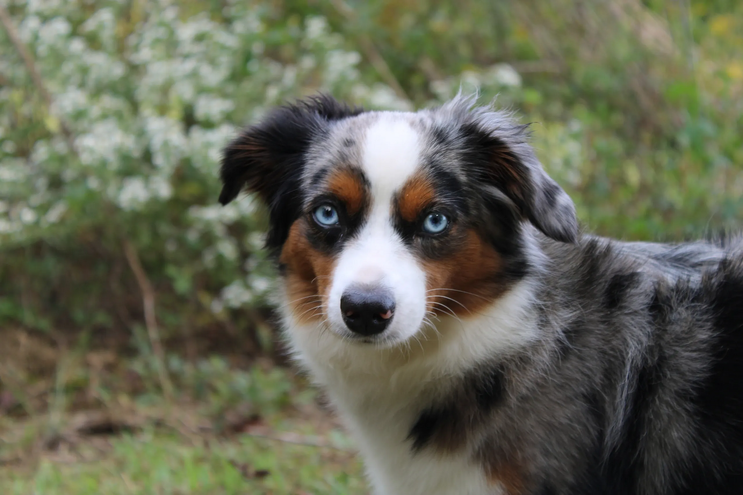Gracie (Active)