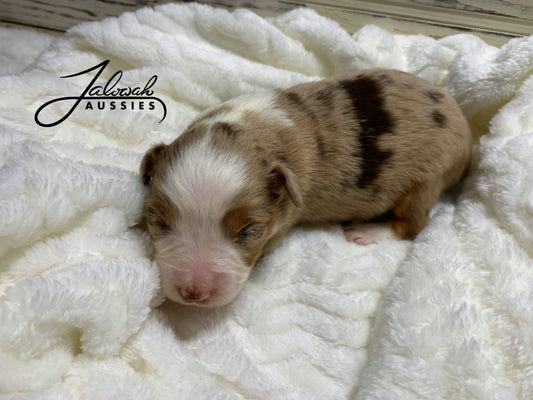 Red Merle Female #3