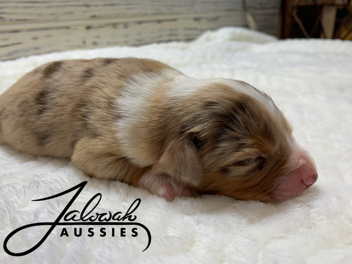 Red Merle Female #1