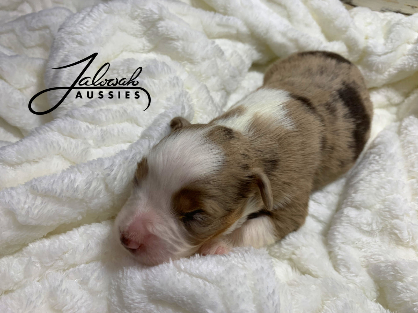 Red Merle Female #3