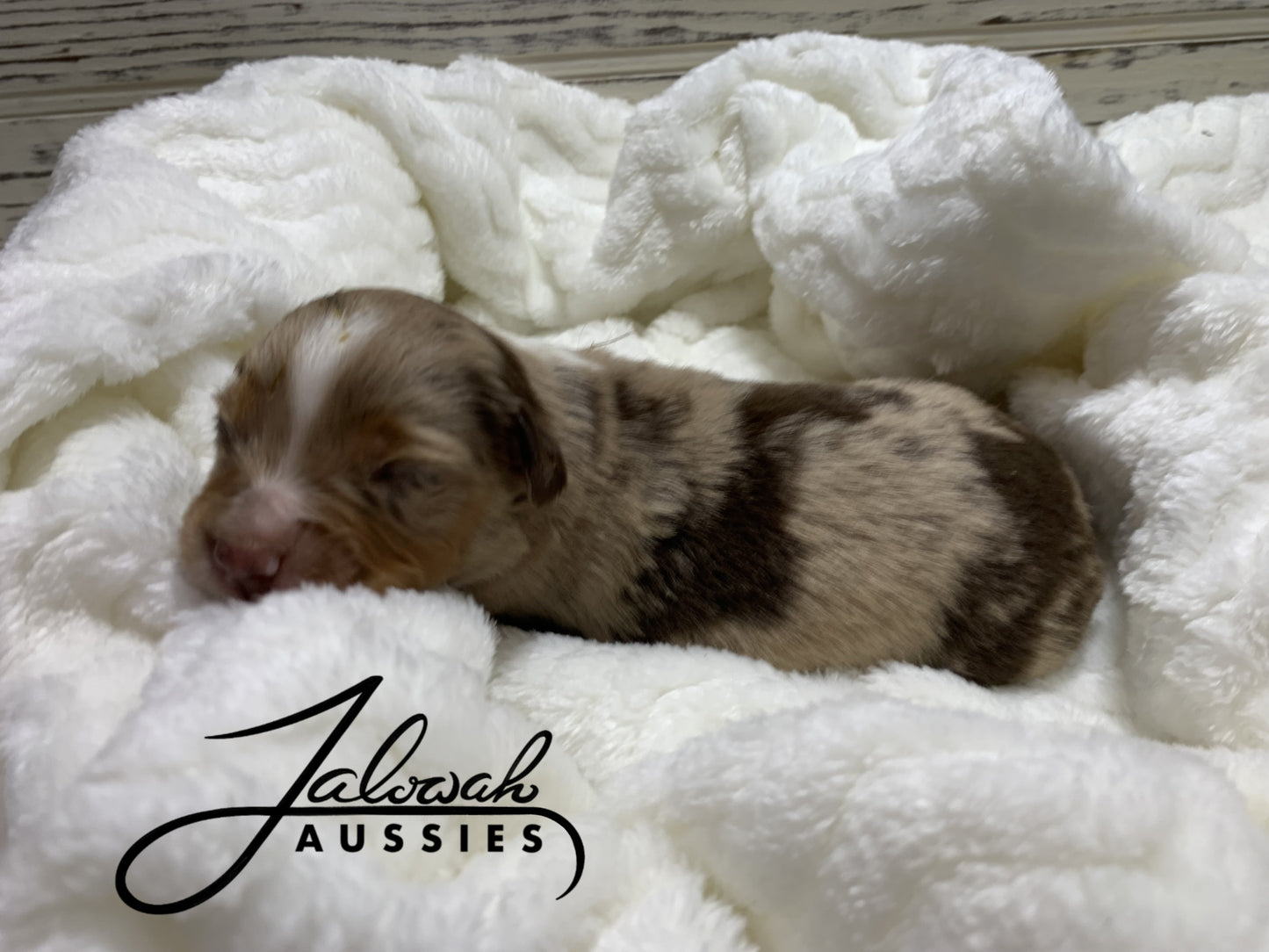 Red Merle Female #2